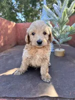 Cash, a male Miniature Goldendoodle for sale in Lebanon, MO – Photo 6 of 8