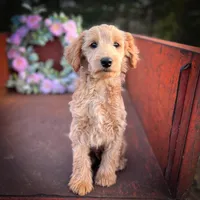 Cash, a male Miniature Goldendoodle for sale in Lebanon, MO – Photo 7 of 8