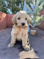 Cash, a male Miniature Goldendoodle for sale in Lebanon, MO – Photo 2 of 8