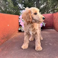 Cash, a male Miniature Goldendoodle for sale in Lebanon, MO – Photo 8 of 8