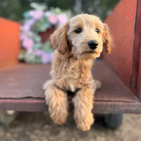 Cash, a male Miniature Goldendoodle for sale in Lebanon, MO – Photo 4 of 8