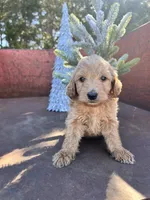 Cash, a male Miniature Goldendoodle for sale in Lebanon, MO – Photo 8 of 8