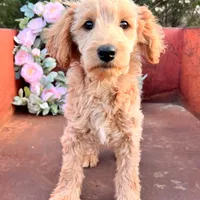 Cash, a male Miniature Goldendoodle for sale in Lebanon, MO – Photo 1 of 8