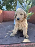 Cash, a male Miniature Goldendoodle for sale in Lebanon, MO – Photo 3 of 8