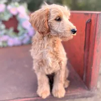Cash, a male Miniature Goldendoodle for sale in Lebanon, MO – Photo 2 of 8