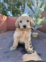 Cash, a male Miniature Goldendoodle for sale in Lebanon, MO – Photo 4 of 8