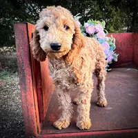 Sienna, a female Miniature Goldendoodle for sale in Lebanon, MO – Photo 6 of 9