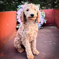 Sienna, a female Miniature Goldendoodle for sale in Lebanon, MO – Photo 1 of 9