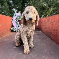 Sienna, a female Miniature Goldendoodle for sale in Lebanon, MO – Photo 7 of 9