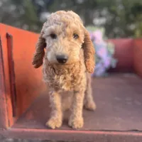 Sienna, a female Miniature Goldendoodle for sale in Lebanon, MO – Photo 3 of 9
