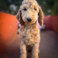 Sienna, a female Miniature Goldendoodle for sale in Lebanon, MO – Photo 5 of 9