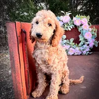 Sienna, a female Miniature Goldendoodle for sale in Lebanon, MO – Photo 2 of 9