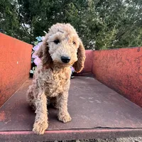 Sienna, a female Miniature Goldendoodle for sale in Lebanon, MO – Photo 9 of 9