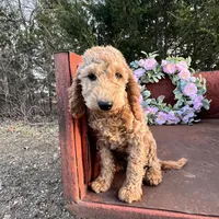 Sienna, a female Miniature Goldendoodle for sale in Lebanon, MO – Photo 8 of 9