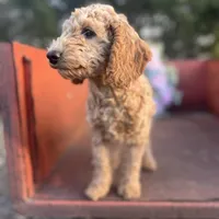 Sienna, a female Miniature Goldendoodle for sale in Lebanon, MO – Photo 4 of 9
