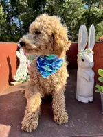 Scoops, a male Poodle - Miniature  for sale in Lebanon, MO – 6 of 8
