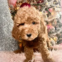 Scoops, a male Poodle - Miniature  for sale in Lebanon, MO – Photo 2 of 8