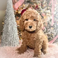 Scoops, a male Poodle - Miniature  for sale in Lebanon, MO – Photo 7 of 8