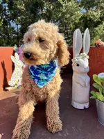 Scoops, a male Poodle - Miniature  for sale in Lebanon, MO – 8 of 8