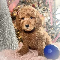Scoops, a male Poodle - Miniature  for sale in Lebanon, MO – Photo 4 of 8