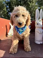 Scoops, a male Poodle - Miniature  for sale in Lebanon, MO – 2 of 8