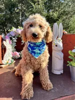 Scoops, a male Poodle - Miniature  for sale in Lebanon, MO – 5 of 8