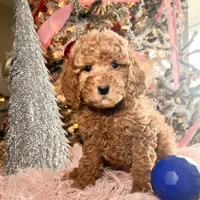 Scoops, a male Poodle - Miniature  for sale in Lebanon, MO – Photo 8 of 8