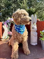 Scoops, a male Poodle - Miniature  for sale in Lebanon, MO – 7 of 8