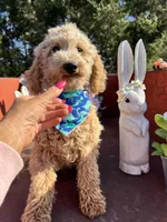 Scoops, a male Poodle - Miniature  for sale in Lebanon, MO – 4 of 8