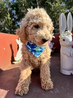 Scoops, a male Poodle - Miniature  for sale in Lebanon, MO – 3 of 8