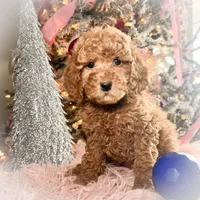 Scoops, a male Poodle - Miniature  for sale in Lebanon, MO – Photo 1 of 8