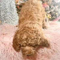 Scoops, a male Poodle - Miniature  for sale in Lebanon, MO – Photo 6 of 8