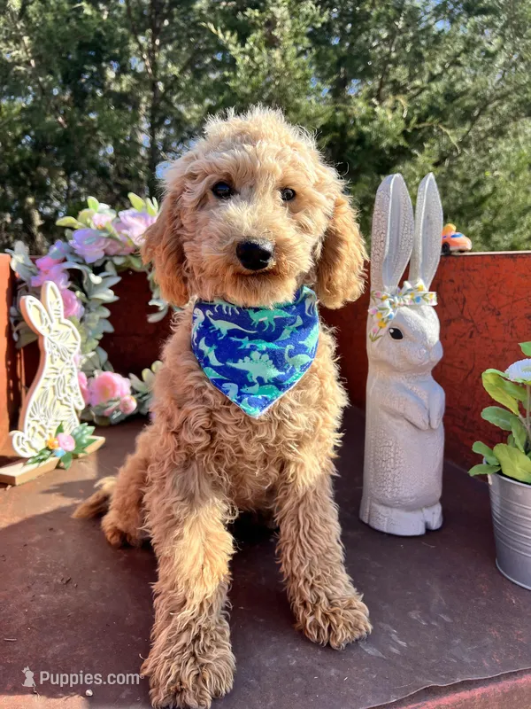 Scoops – Poodle - Miniature  puppy for sale in Lebanon, MO