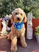 Scoops, a male Poodle - Miniature  for sale in Lebanon, MO – 1 of 8