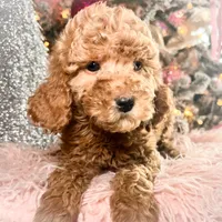 Scoops, a male Poodle - Miniature  for sale in Lebanon, MO – Photo 3 of 8