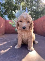 Spud, a male Miniature Goldendoodle for sale in Lebanon, MO – Photo 6 of 9