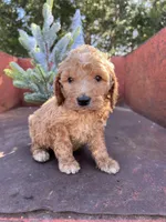 Spud, a male Miniature Goldendoodle for sale in Lebanon, MO – Photo 9 of 9