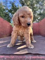 Spud, a male Miniature Goldendoodle for sale in Lebanon, MO – Photo 3 of 9