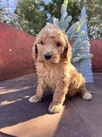 Spud, a male Miniature Goldendoodle for sale in Lebanon, MO – Photo 2 of 9