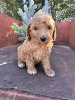 Spud, a male Miniature Goldendoodle for sale in Lebanon, MO – Photo 7 of 9