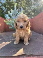 Spud, a male Miniature Goldendoodle for sale in Lebanon, MO – Photo 5 of 9