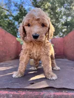 Spud, a male Miniature Goldendoodle for sale in Lebanon, MO – Photo 1 of 9