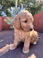 Spud, a male Miniature Goldendoodle for sale in Lebanon, MO – Photo 4 of 9