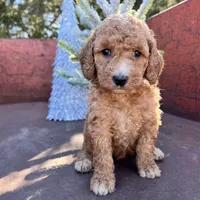 Maple, a female Miniature Goldendoodle for sale in Lebanon, MO – Photo 2 of 8