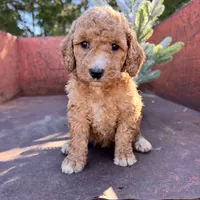 Maple, a female Miniature Goldendoodle for sale in Lebanon, MO – Photo 8 of 8