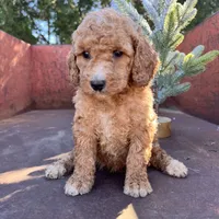 Maple, a female Miniature Goldendoodle for sale in Lebanon, MO – Photo 6 of 8
