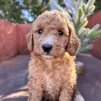 Maple, a female Miniature Goldendoodle for sale in Lebanon, MO – Photo 7 of 8