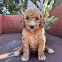 Maple, a female Miniature Goldendoodle for sale in Lebanon, MO – Photo 4 of 8