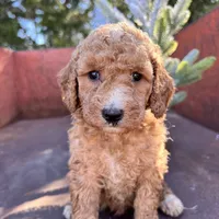 Maple, a female Miniature Goldendoodle for sale in Lebanon, MO – Photo 3 of 8