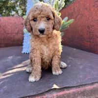 Maple, a female Miniature Goldendoodle for sale in Lebanon, MO – Photo 5 of 8